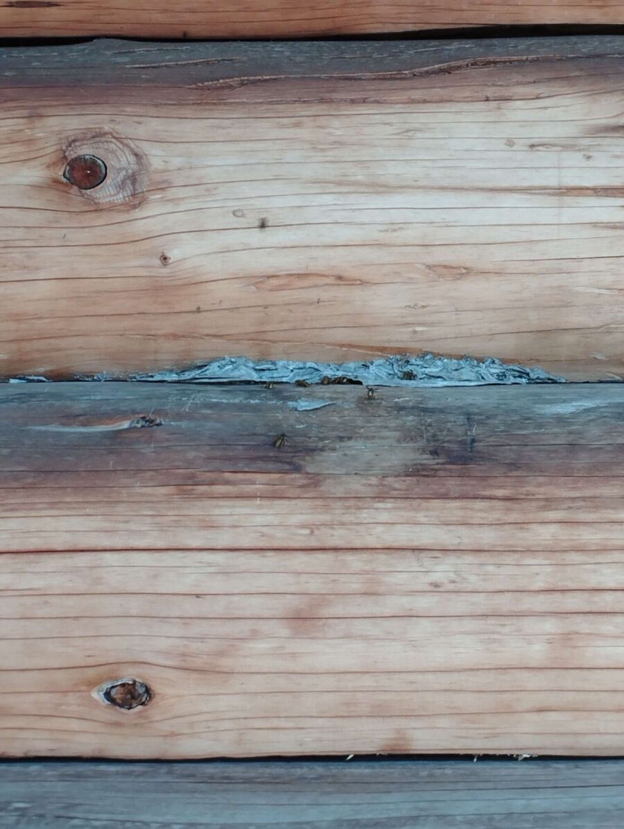  Bienennest entfernen