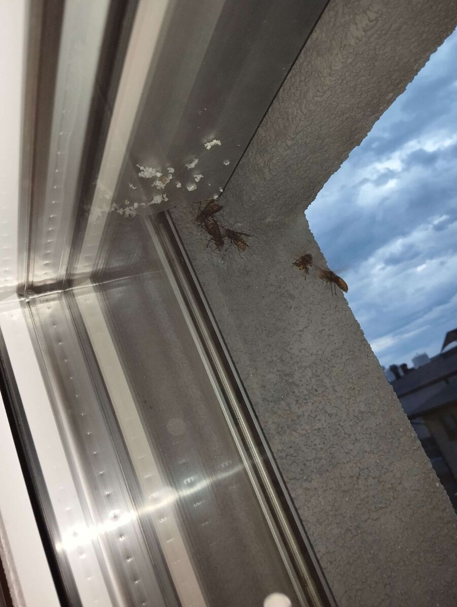 Bienen umsiedeln &  Bienennest entfernen 