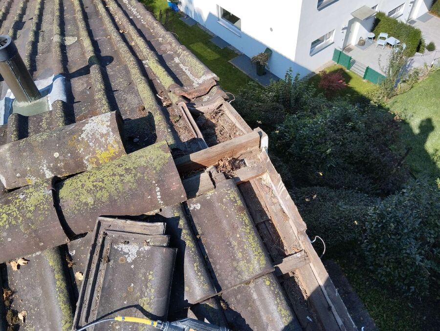 Bienen umsiedeln &  Bienennest entfernen 