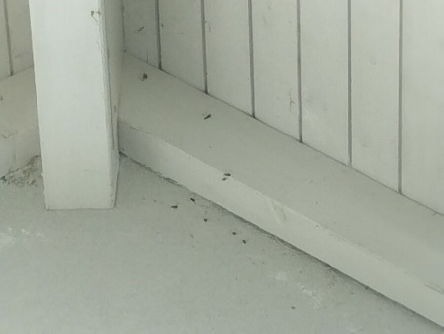  Bienennest entfernen