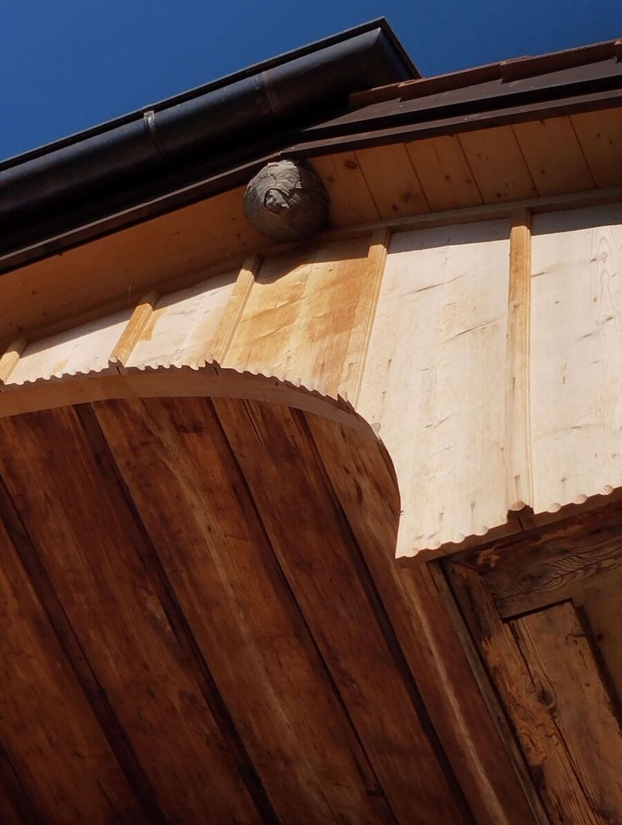  Bienennest entfernen.jpeg