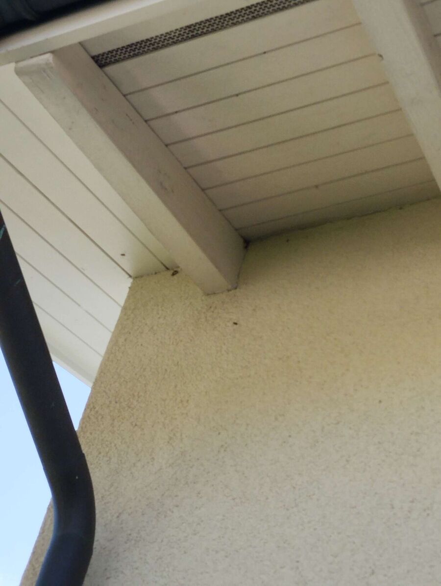 Bienen umsiedeln &  Bienennest entfernen 