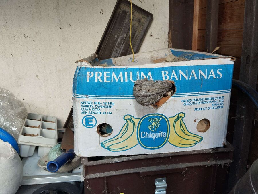  Bienennest entfernen.jpeg