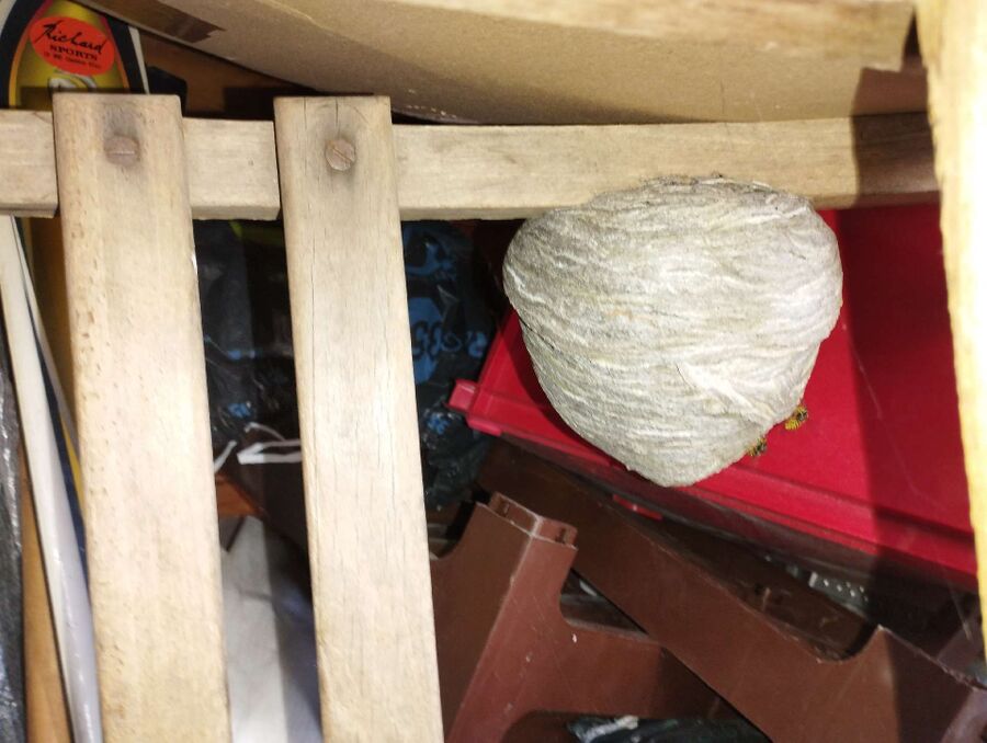 Bienen umsiedeln &  Bienennest entfernen 