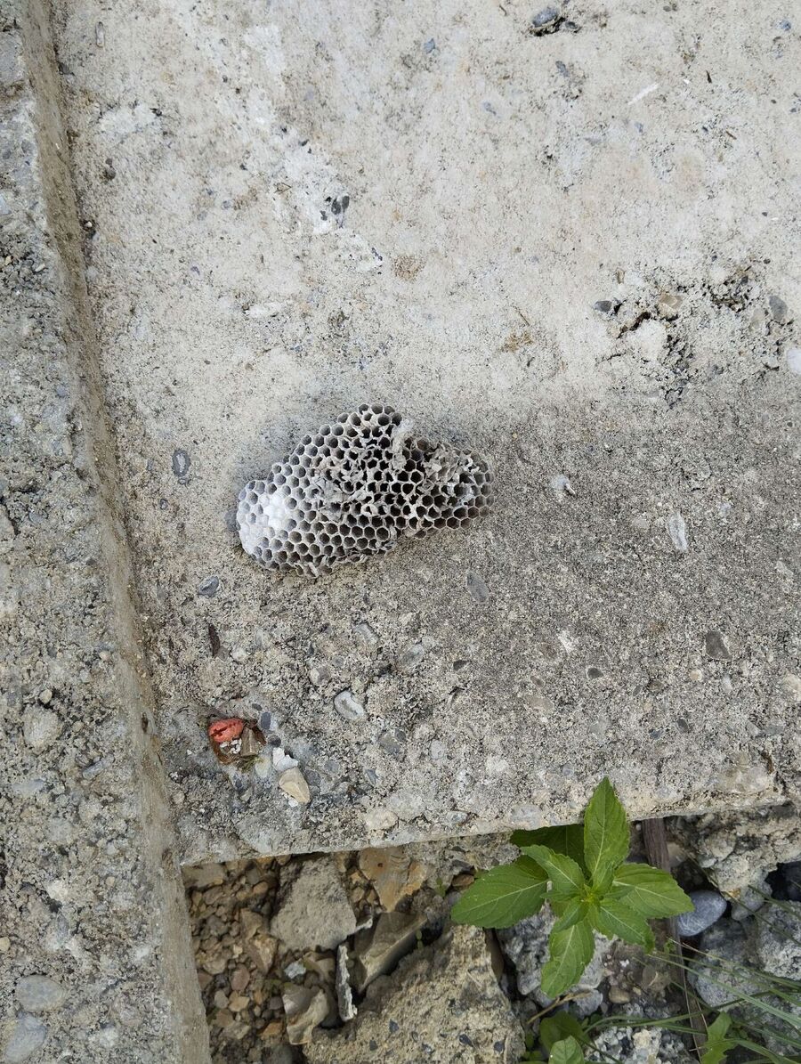  Bienennest entfernen.jpeg