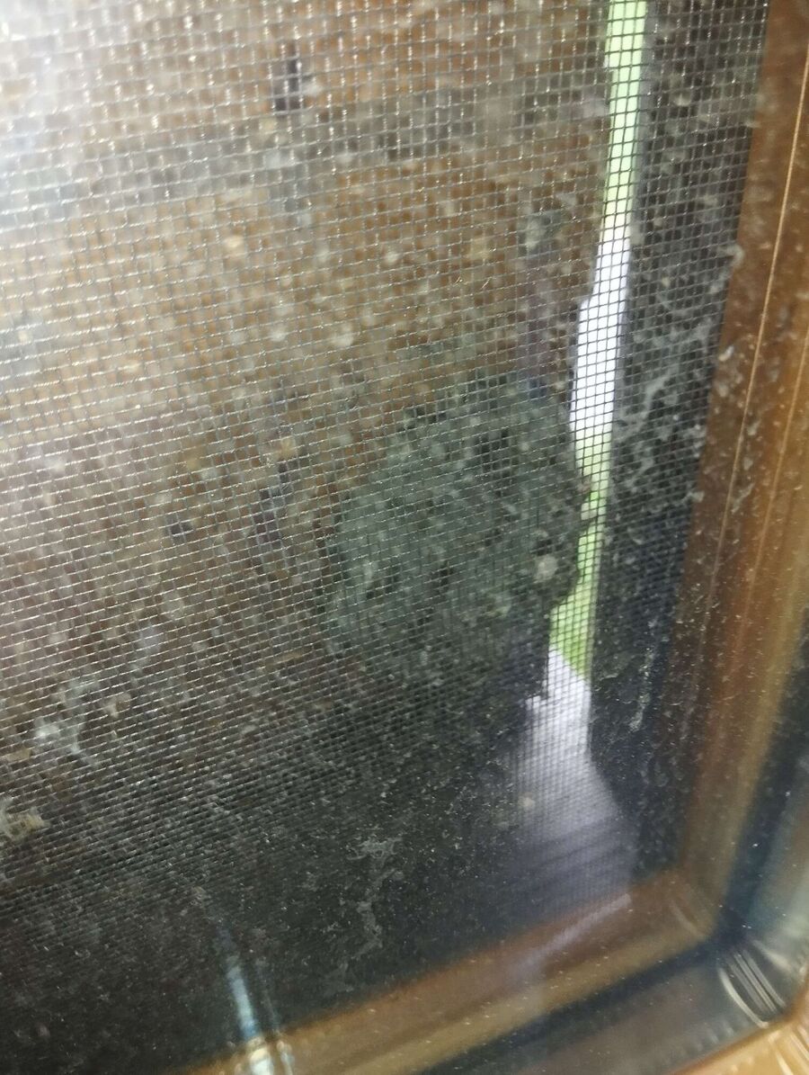 Bienen umsiedeln &  Bienennest entfernen 