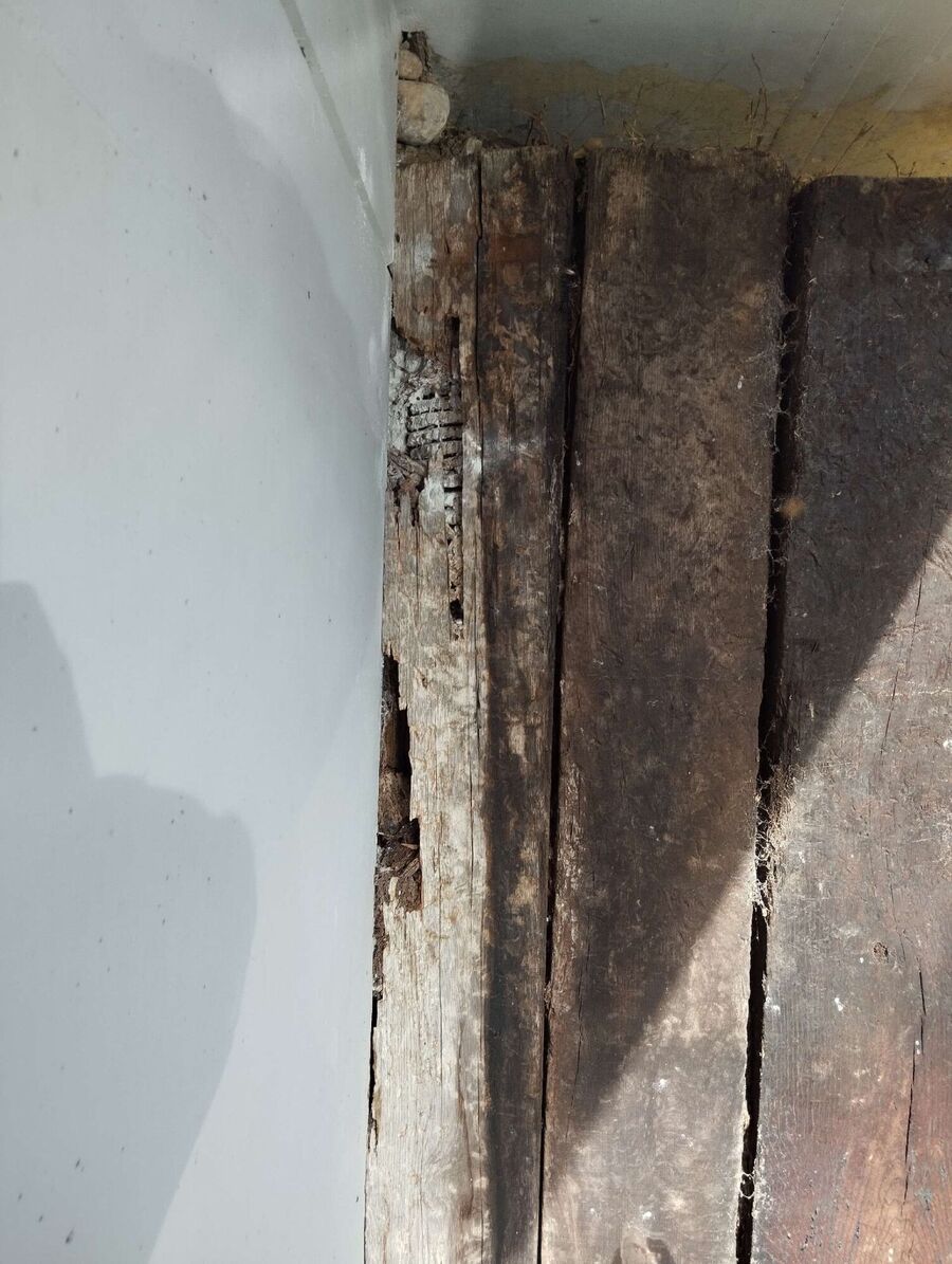 Bienen umsiedeln &  Bienennest entfernen 