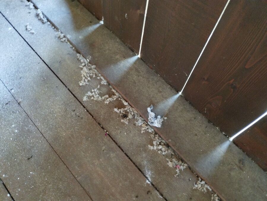  Bienennest entfernen.jpeg