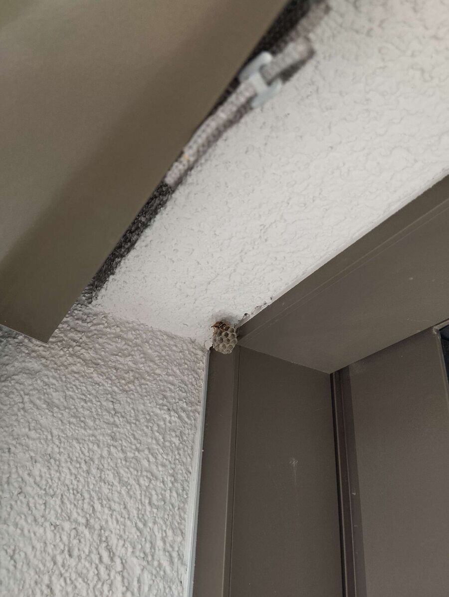  Bienennest entfernen