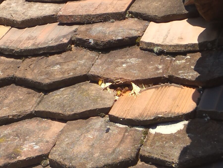  Bienennest entfernen.jpeg