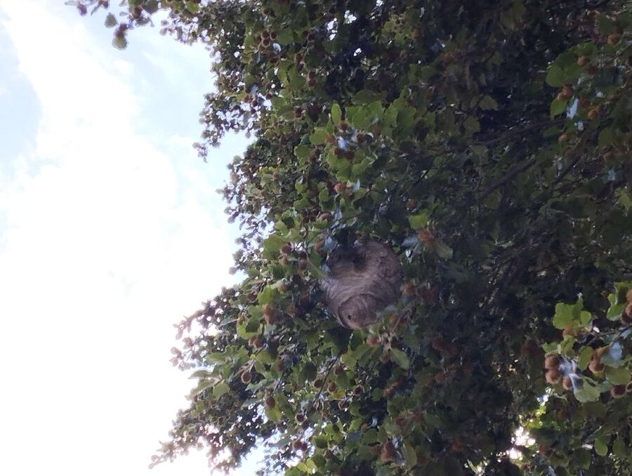  Bienennest entfernen.jpeg