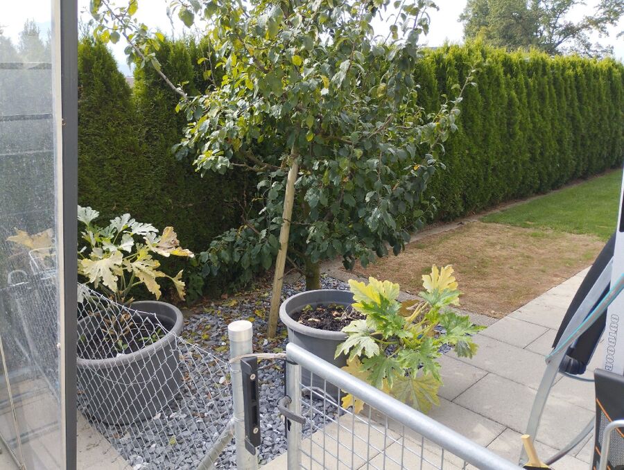  Bienennest entfernen