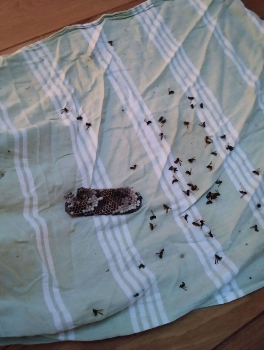  Bienennest entfernen