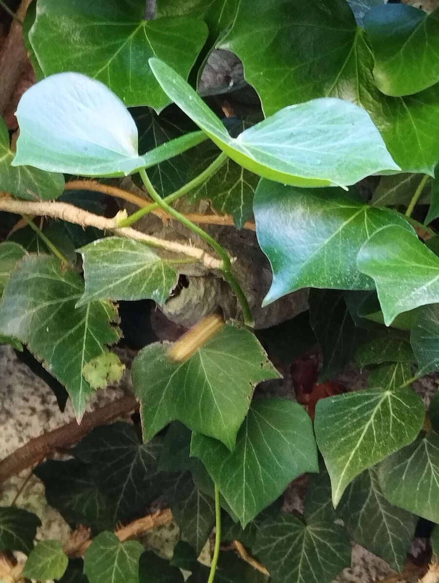  Bienennest entfernen