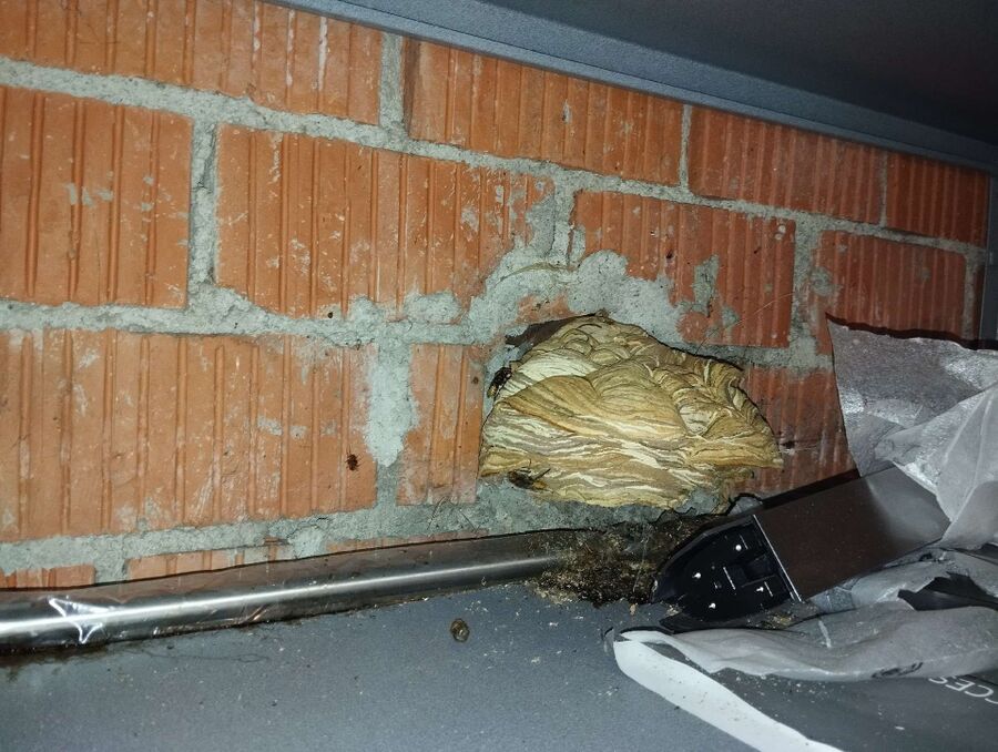  Bienennest entfernen