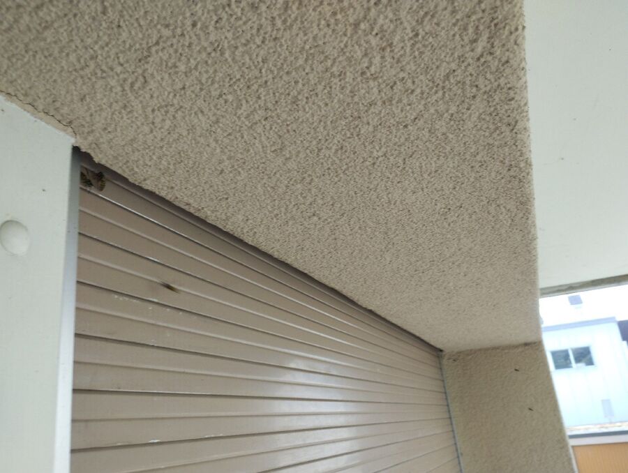  Bienennest entfernen