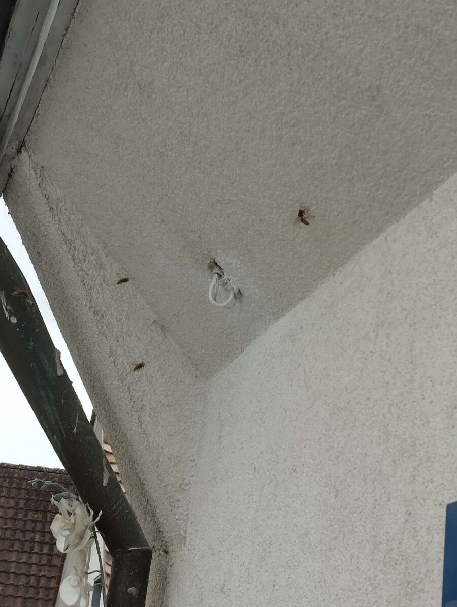  Bienennest entfernen