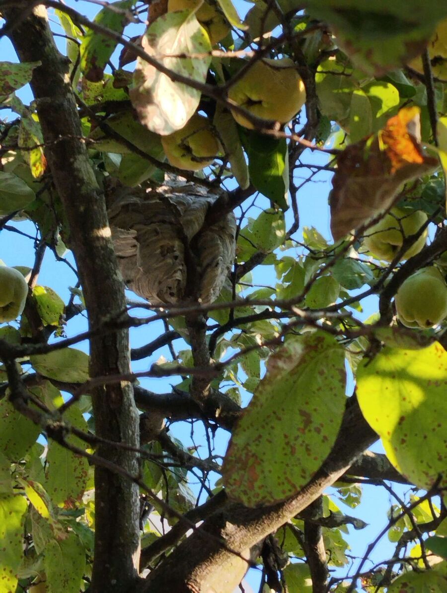  Bienennest entfernen