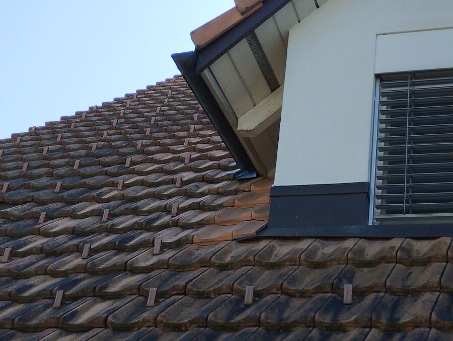  Bienennest entfernen