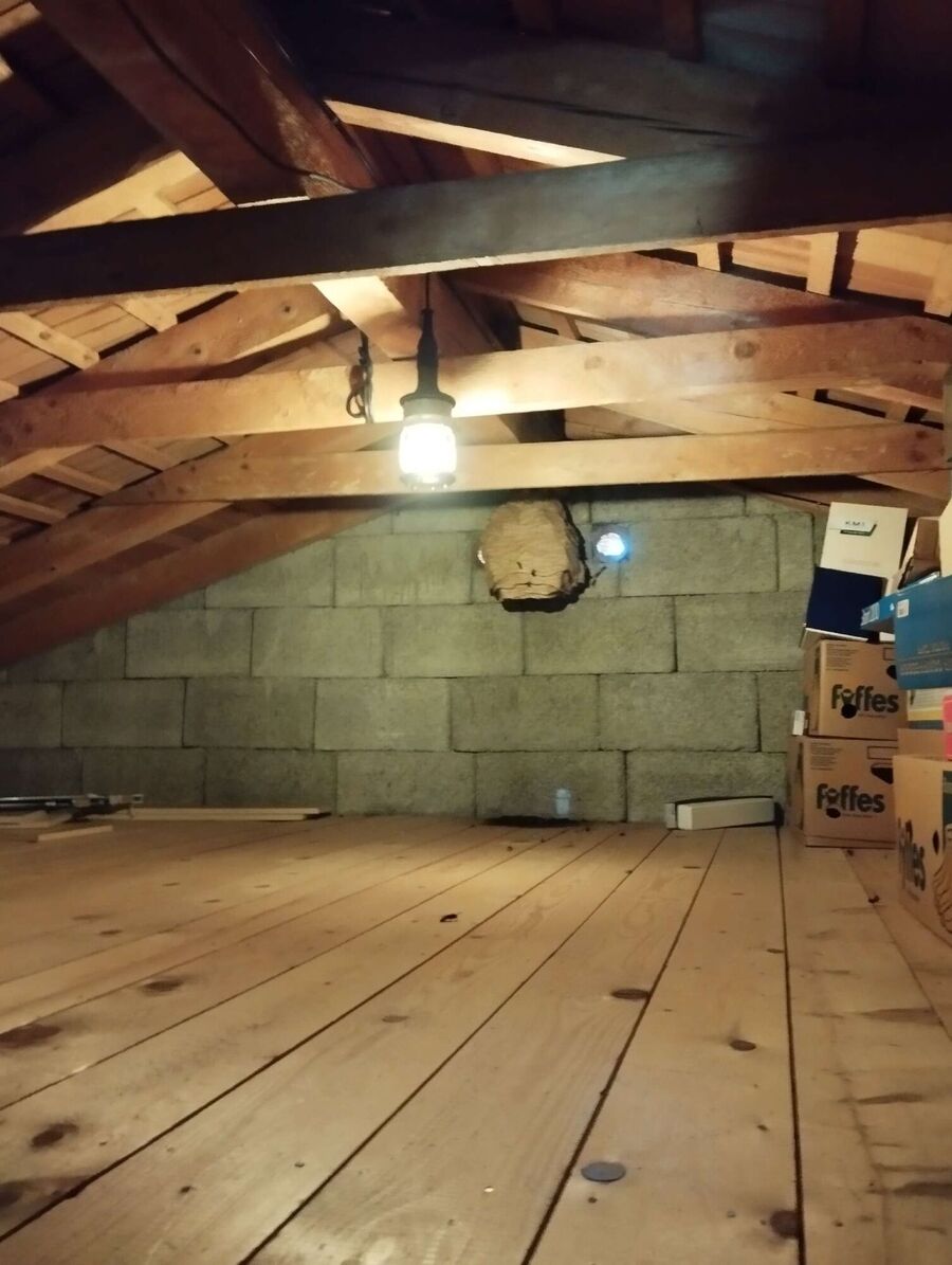 Bienen umsiedeln &  Bienennest entfernen 