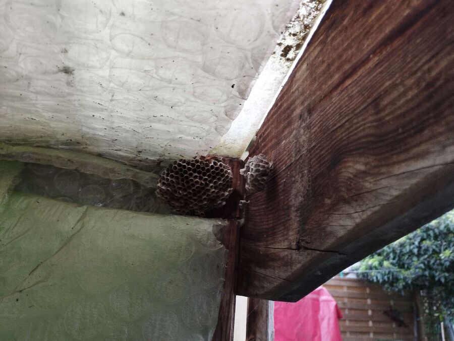 Bienen umsiedeln &  Bienennest entfernen 