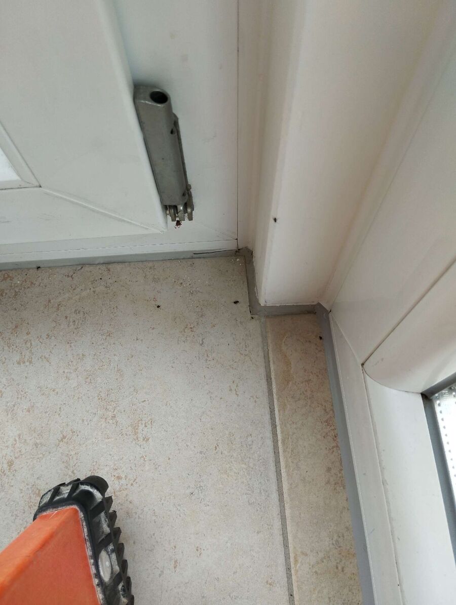  Bienennest entfernen.jpeg