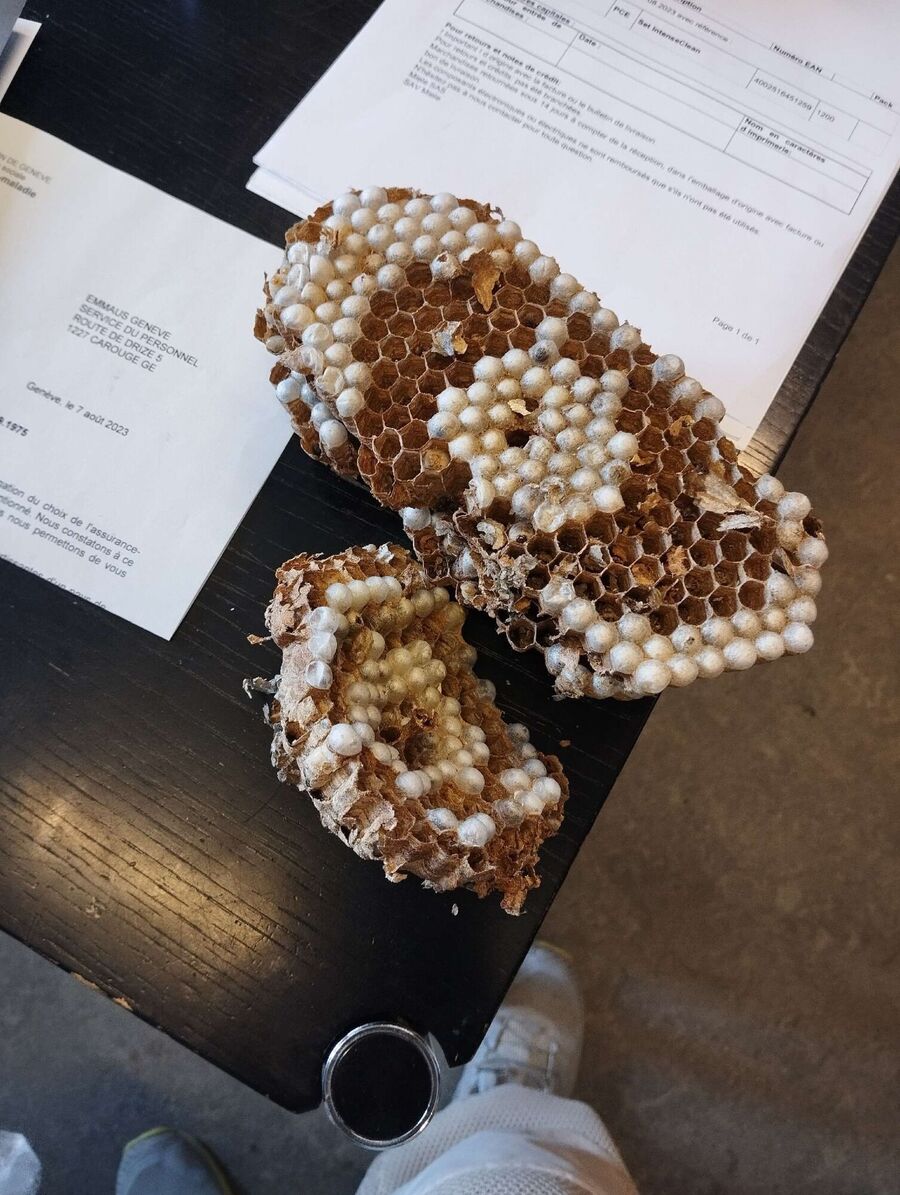  Bienennest entfernen.jpeg