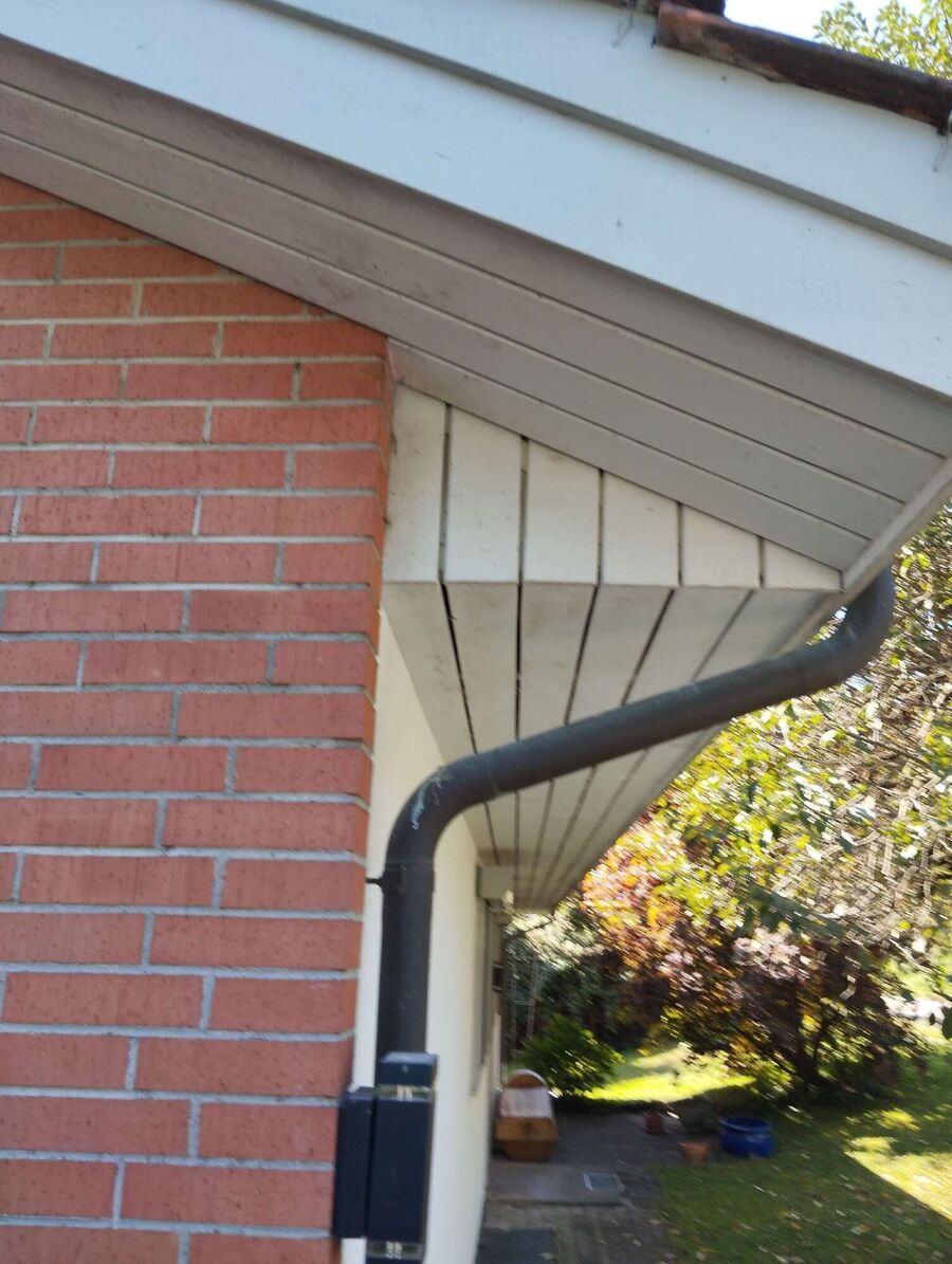 Bienen umsiedeln &  Bienennest entfernen 