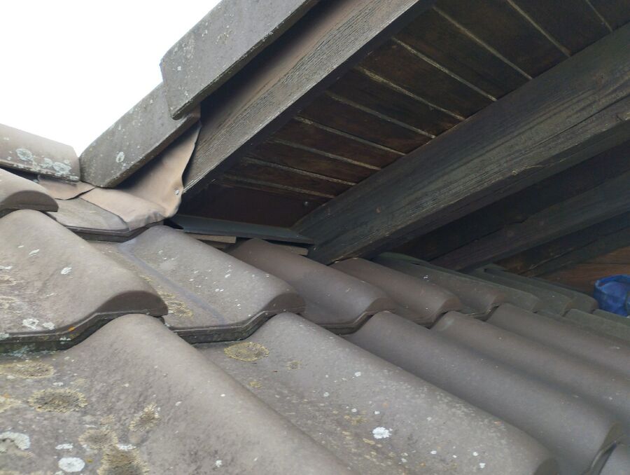  Bienennest entfernen.jpeg