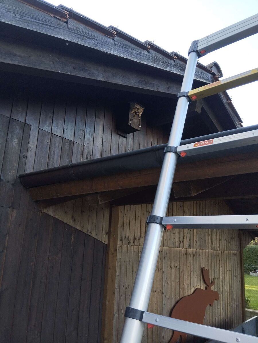  Bienennest entfernen.jpeg