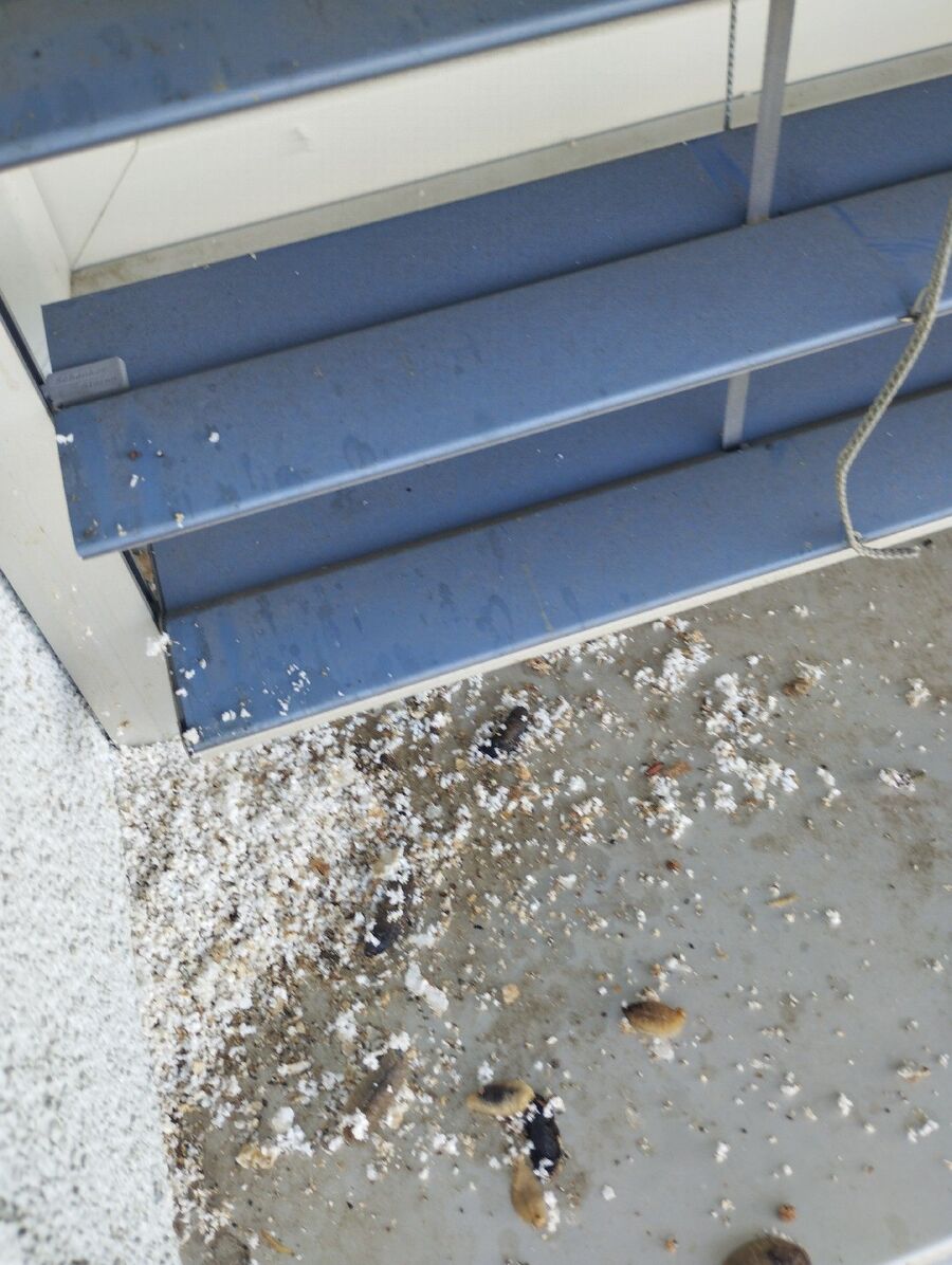  Bienennest entfernen