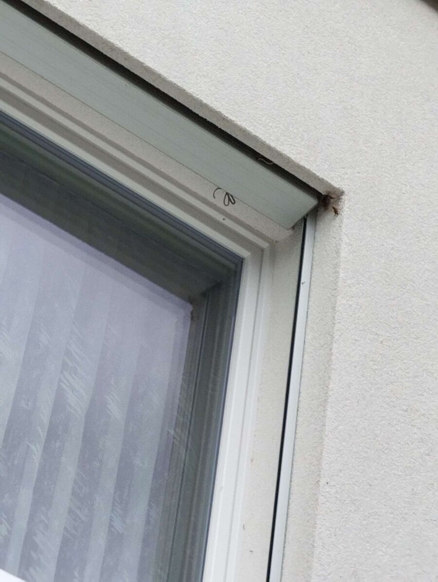  Bienennest entfernen