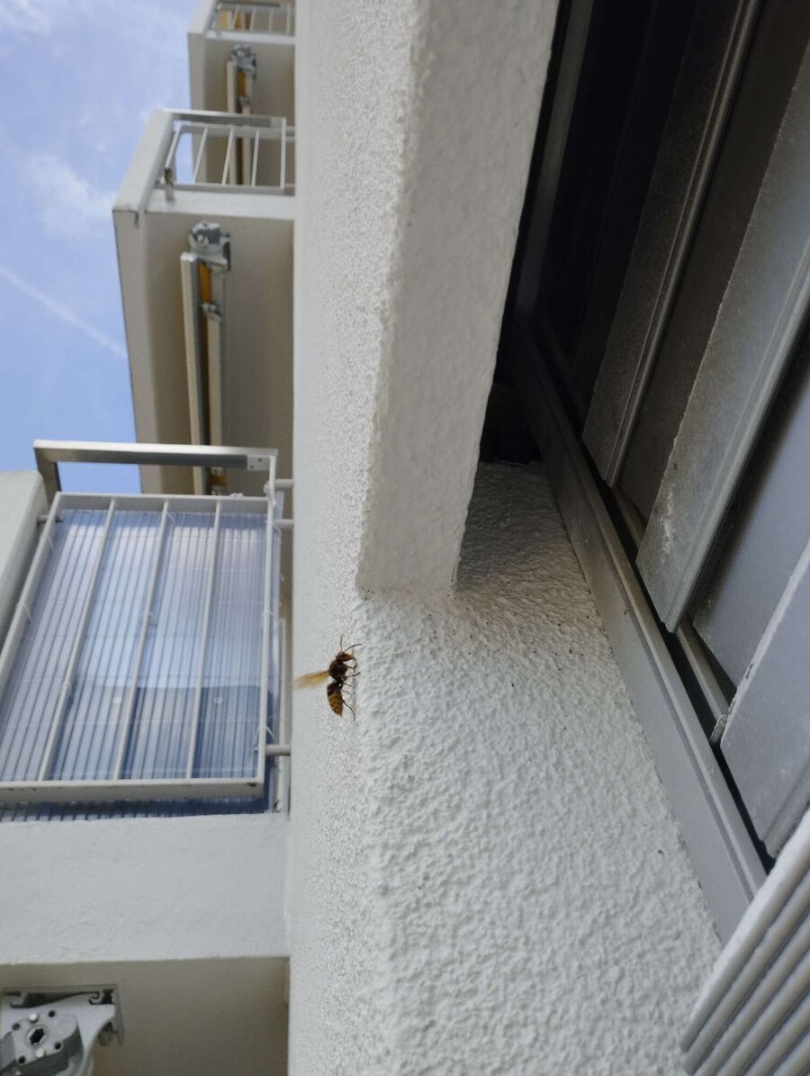  Bienennest entfernen