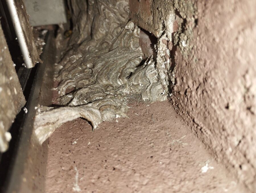  Bienennest entfernen.jpeg