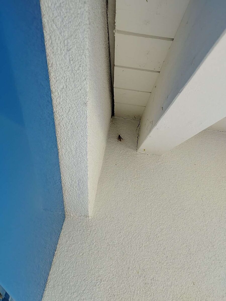  Bienennest entfernen.jpeg