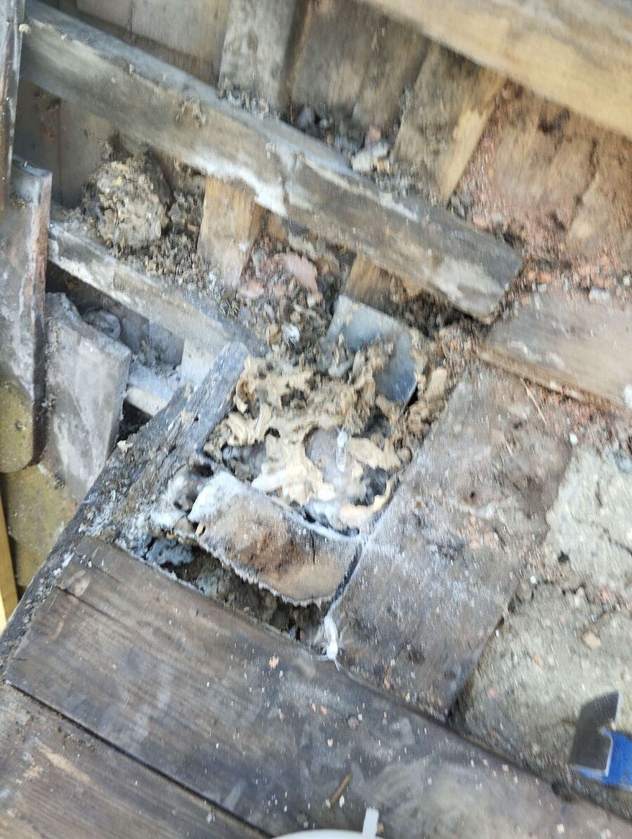  Bienennest entfernen