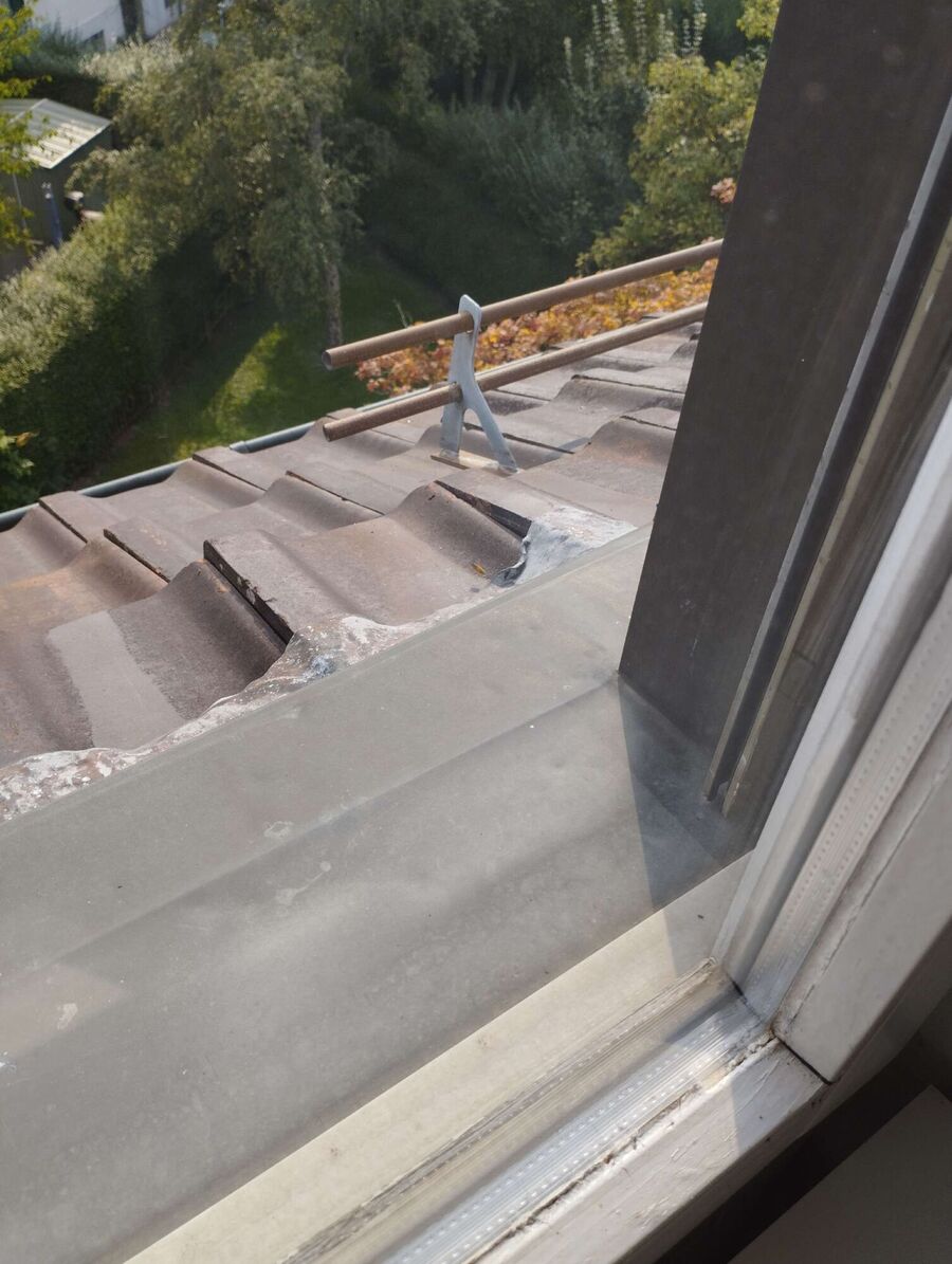 Bienen umsiedeln &  Bienennest entfernen 