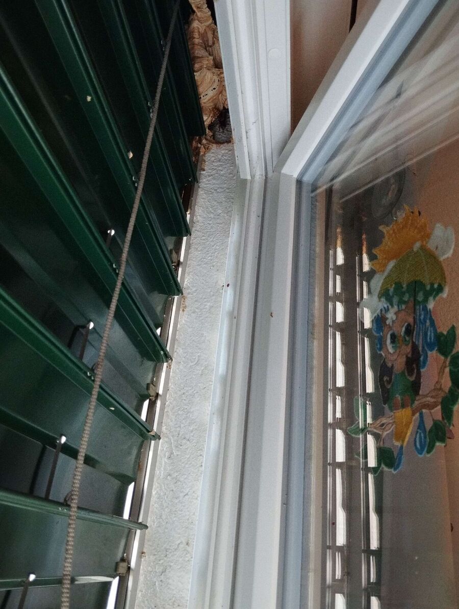  Bienennest entfernen