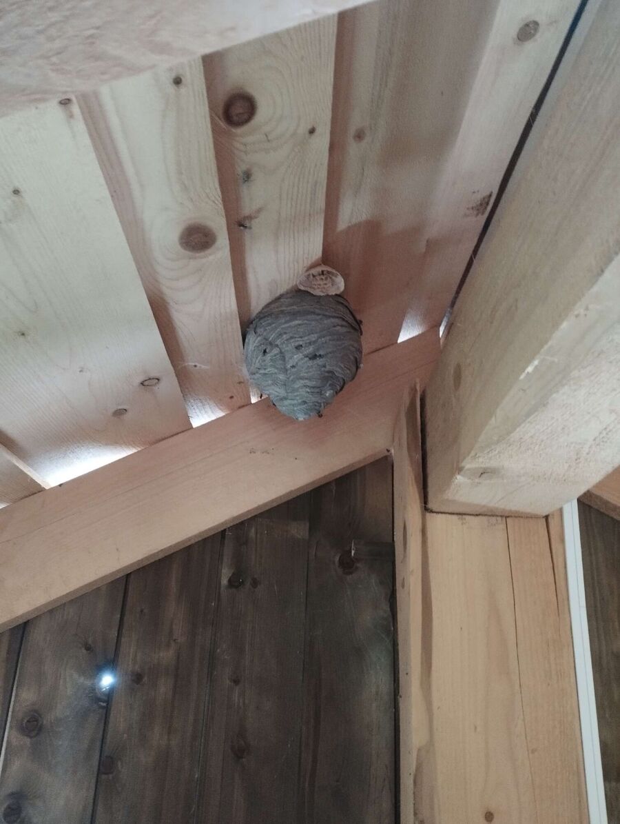  Bienennest entfernen