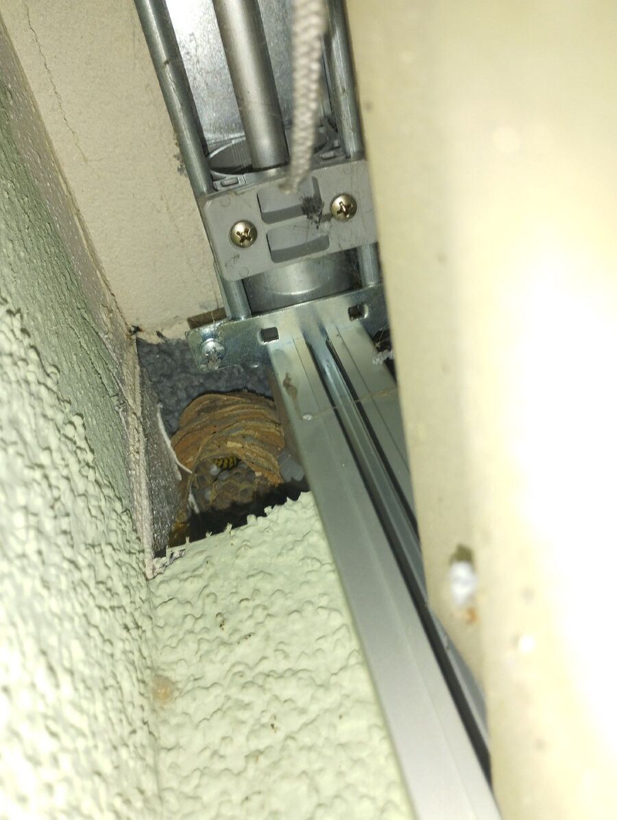  Bienennest entfernen