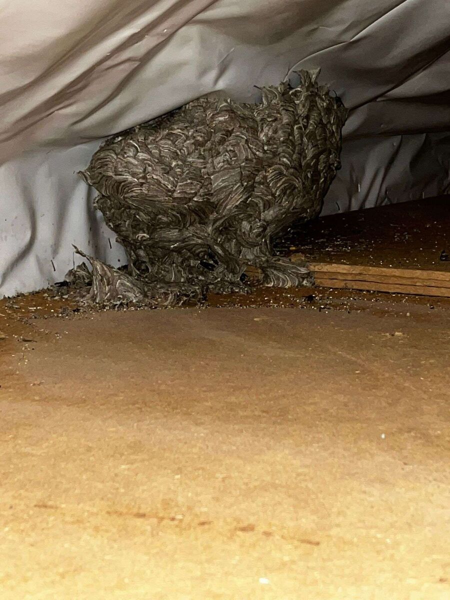  Bienennest entfernen