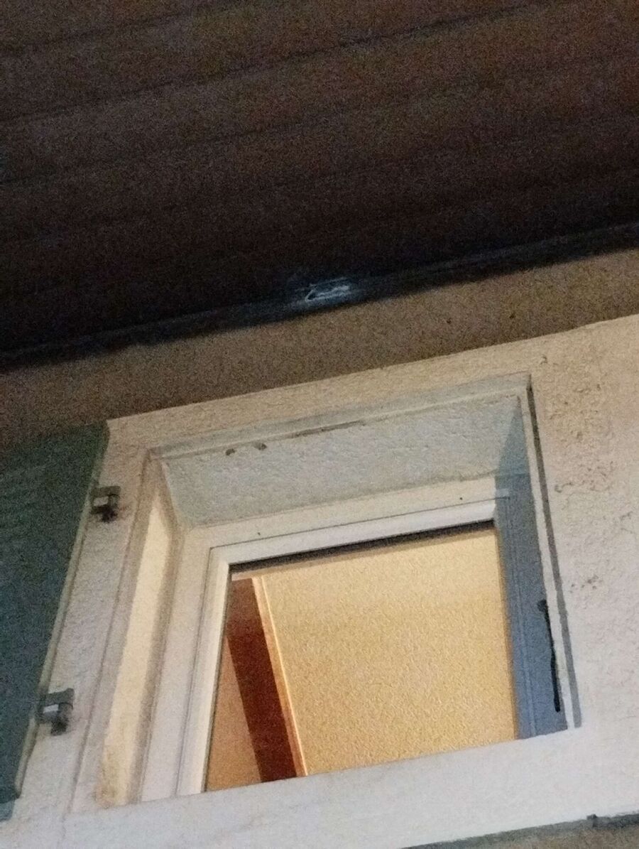 Bienen umsiedeln &  Bienennest entfernen 