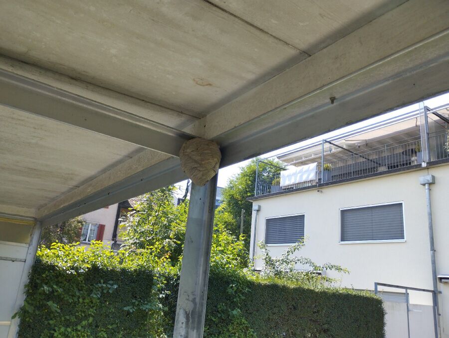  Bienennest entfernen