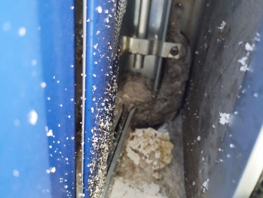 Bienen umsiedeln &  Bienennest entfernen 