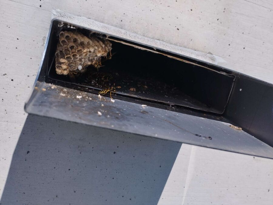  Bienennest entfernen