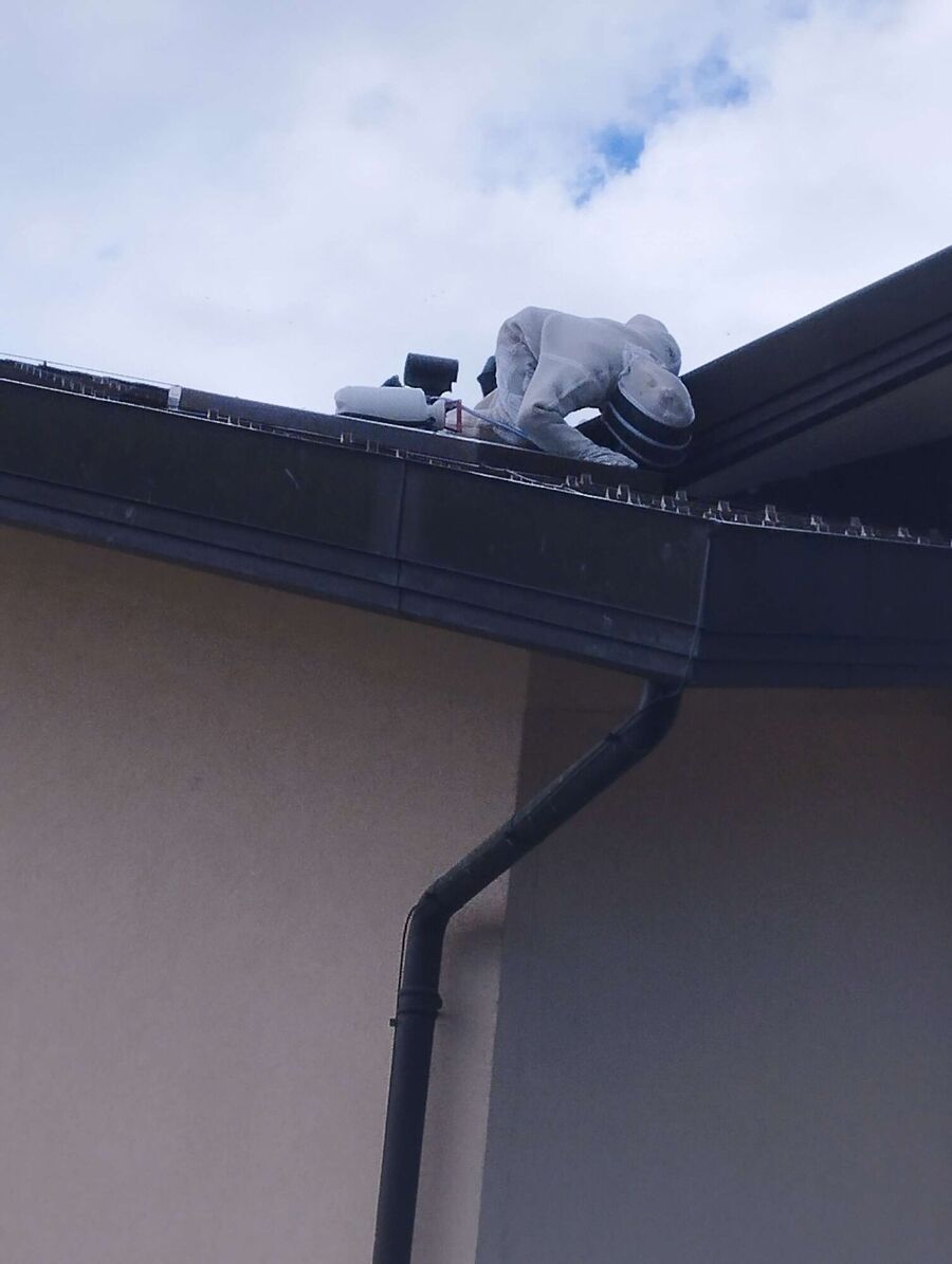 Bienen umsiedeln &  Bienennest entfernen 