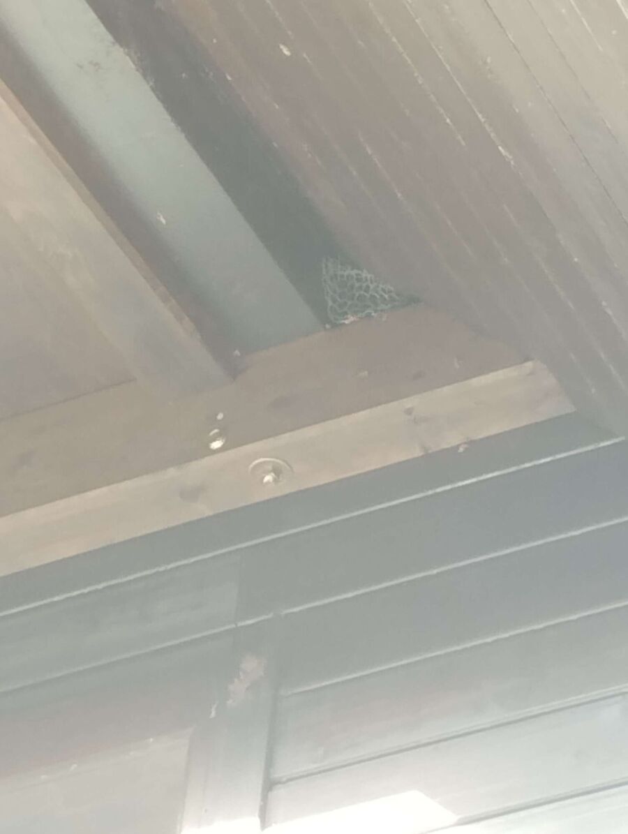  Bienennest entfernen.jpeg