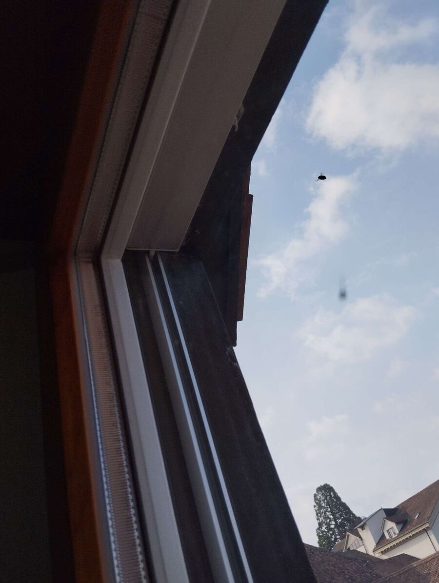  Bienennest entfernen