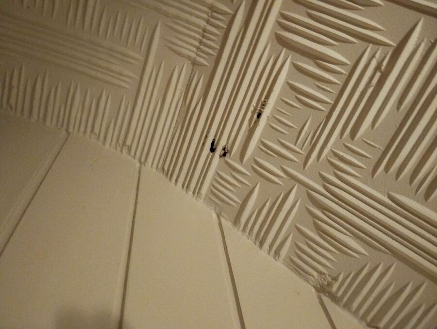  Bienennest entfernen.jpeg