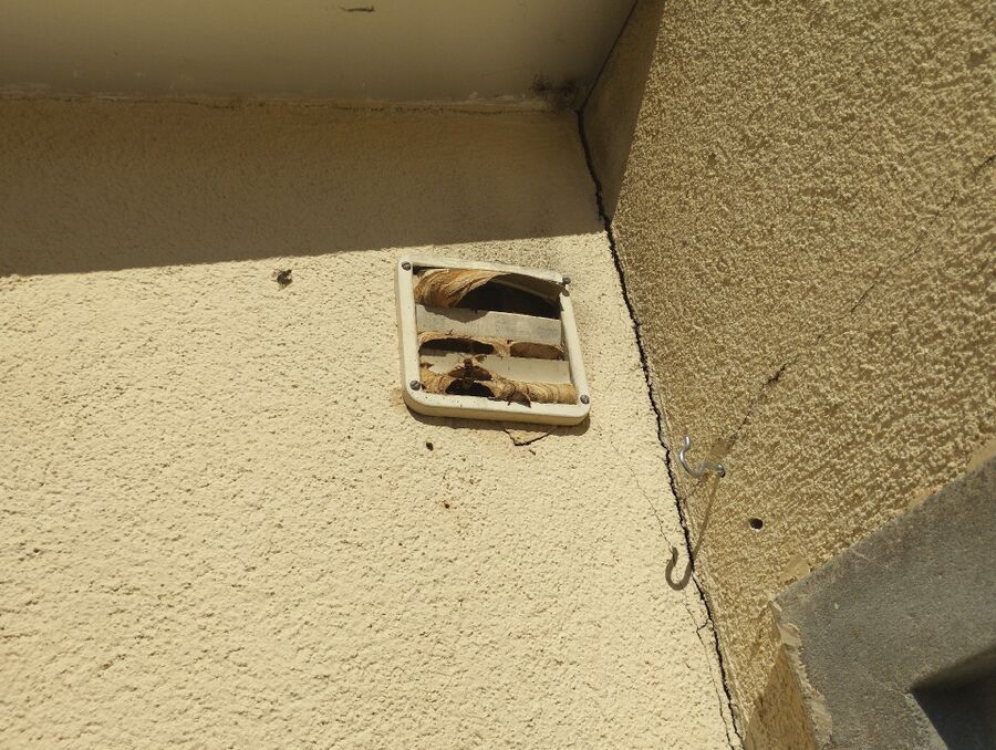 Bienen umsiedeln &  Bienennest entfernen 